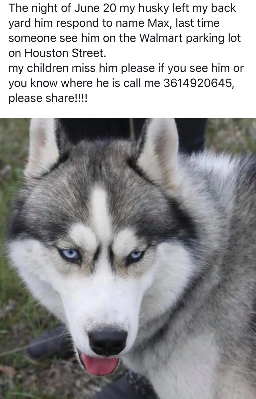 Lost dog in Victoria, TX, 77901