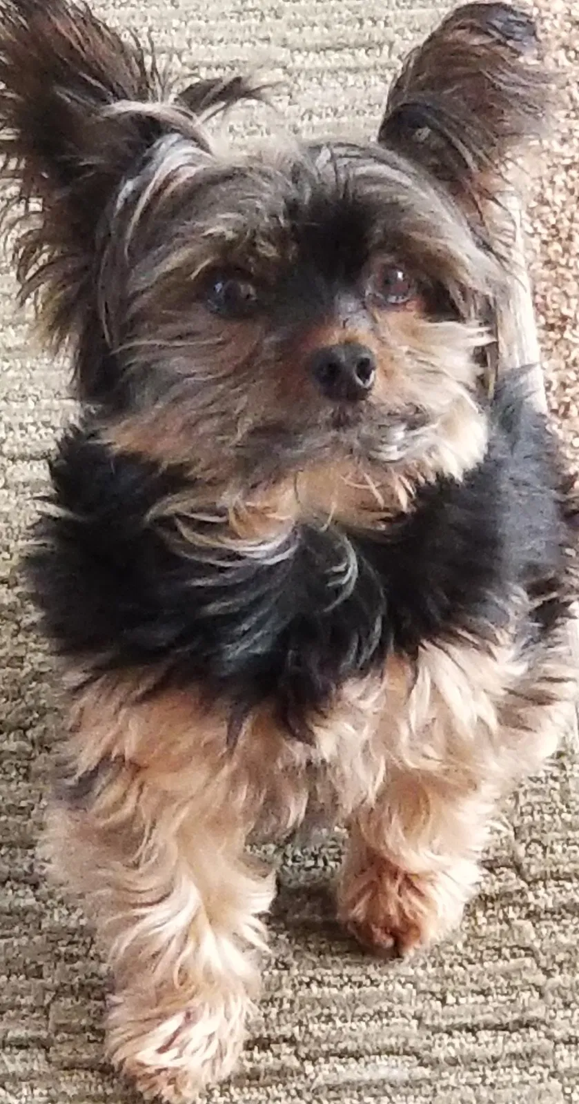 Lost dog in Palm Bay, FL, 32907