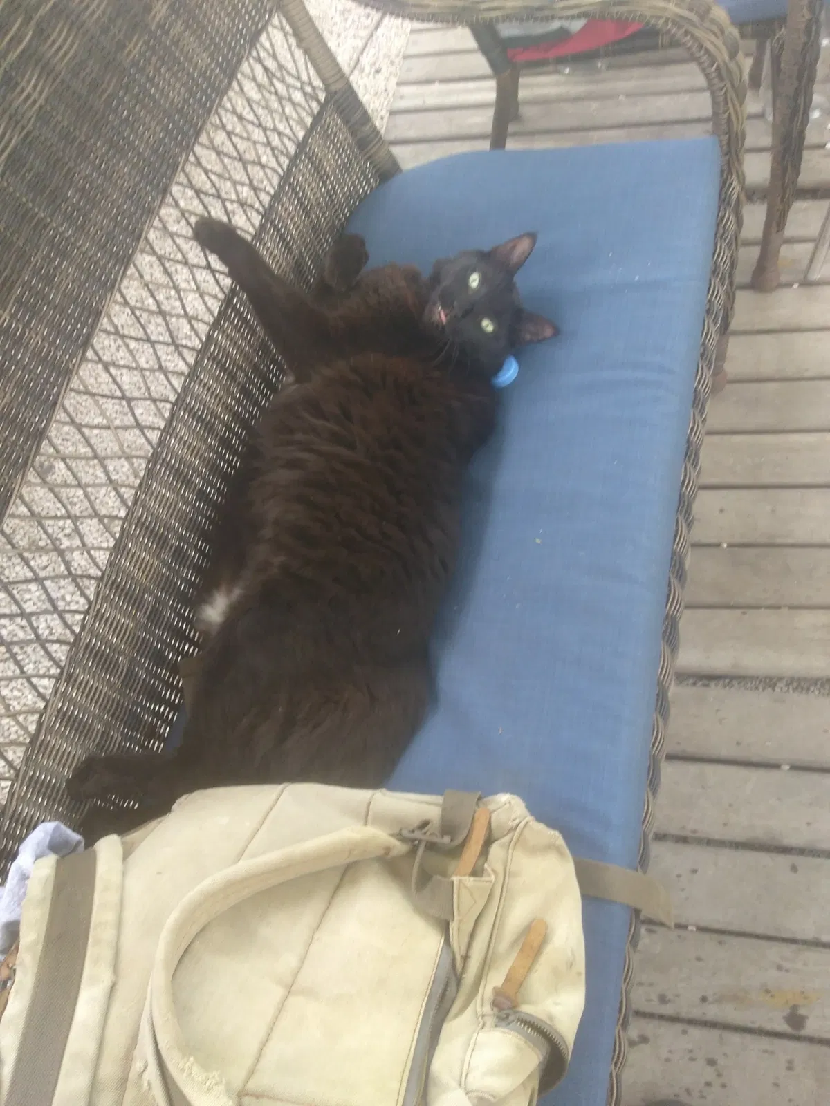 Lost cat in Homestead, FL, 33030