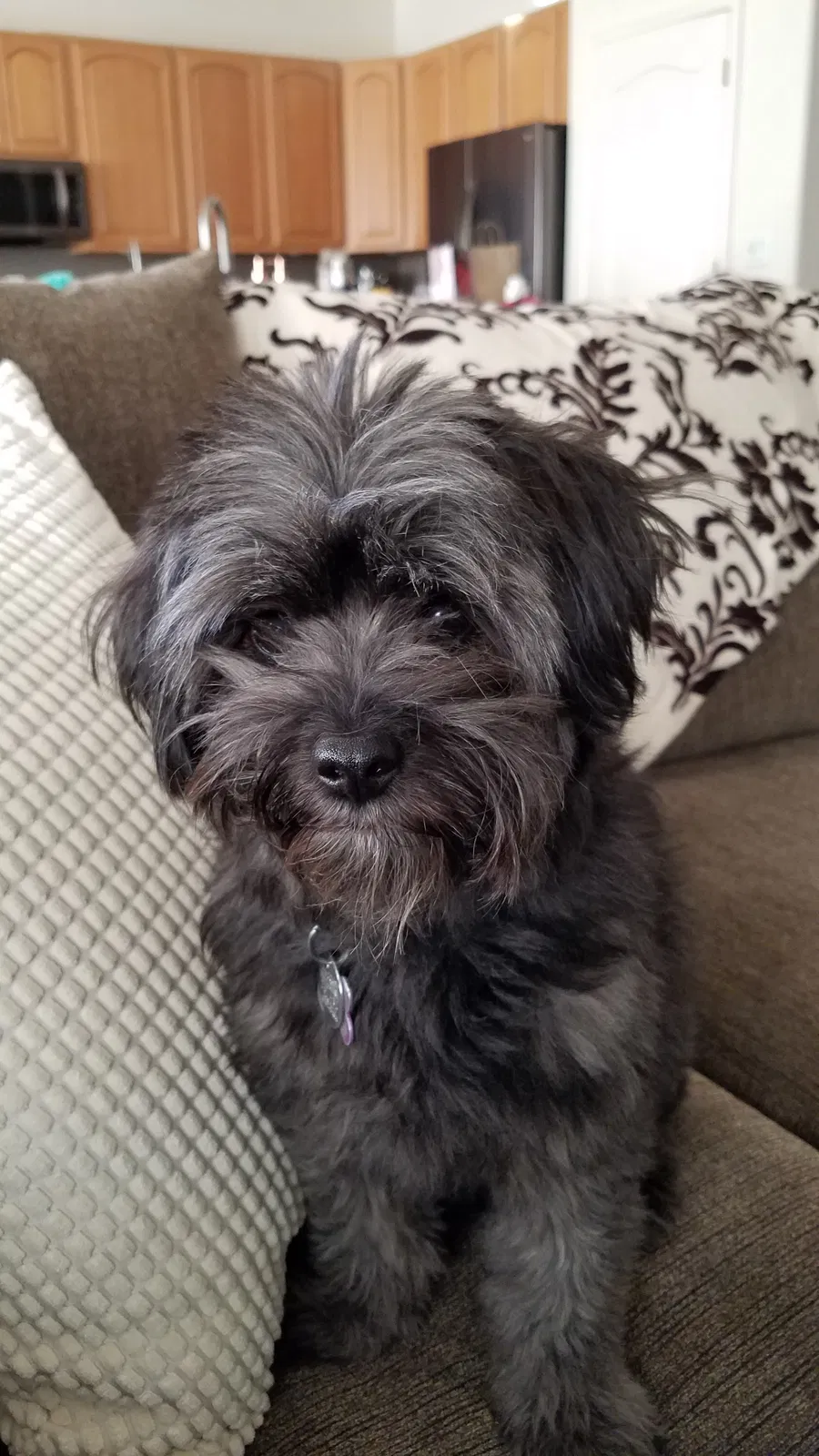 Lost dog in Tucson, AZ, 85743
