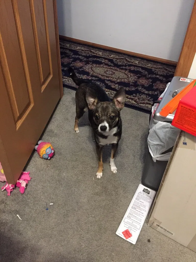 Lost dog in Mechanicsburg, PA, 17055