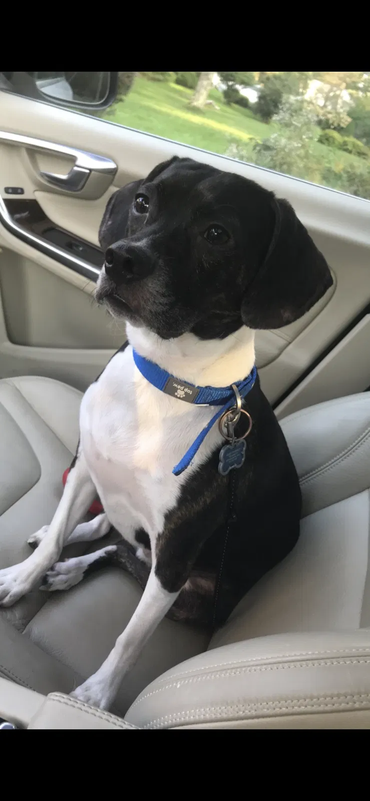 Lost dog in Tobyhanna, PA, 18466
