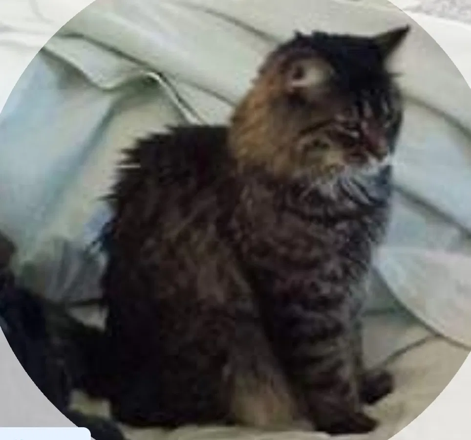 Lost cat in Palmyra, PA, 17078
