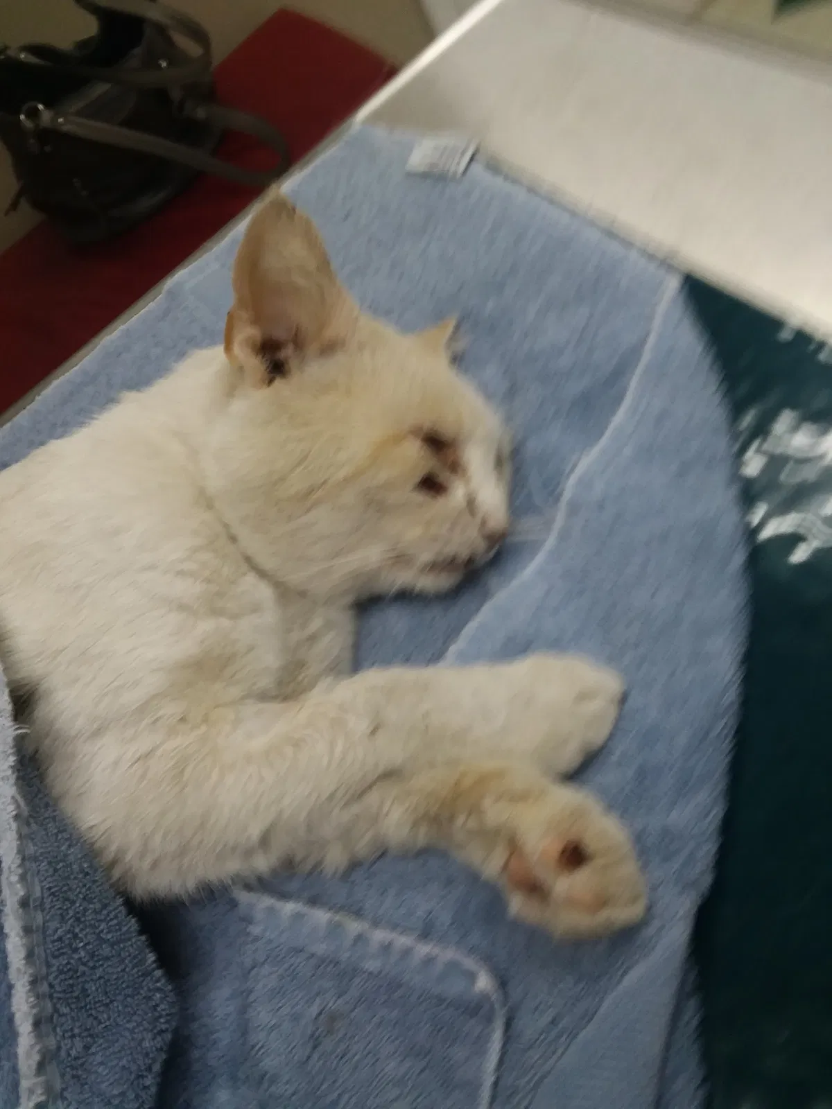 Found cat in Mount Sterling, KY, 40353