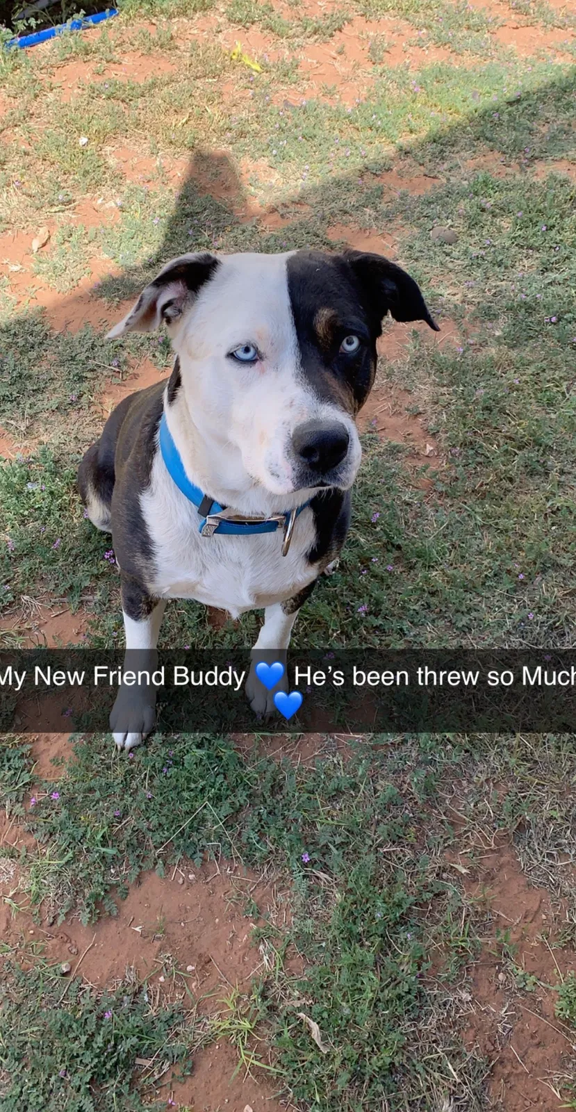 Lost dog in Andrews, TX, 79714