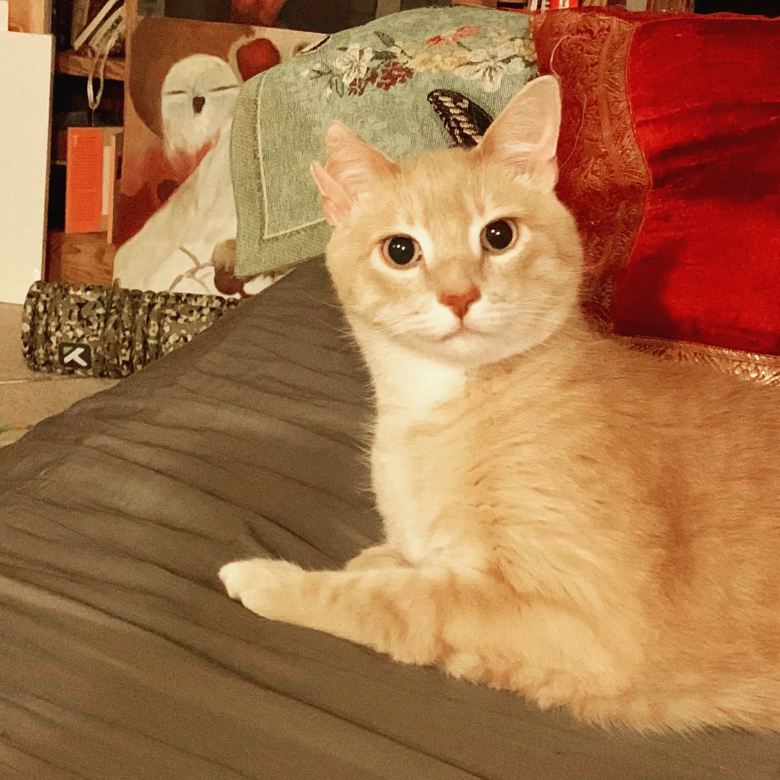 Lost cat in Saint Paul, MN, 55107