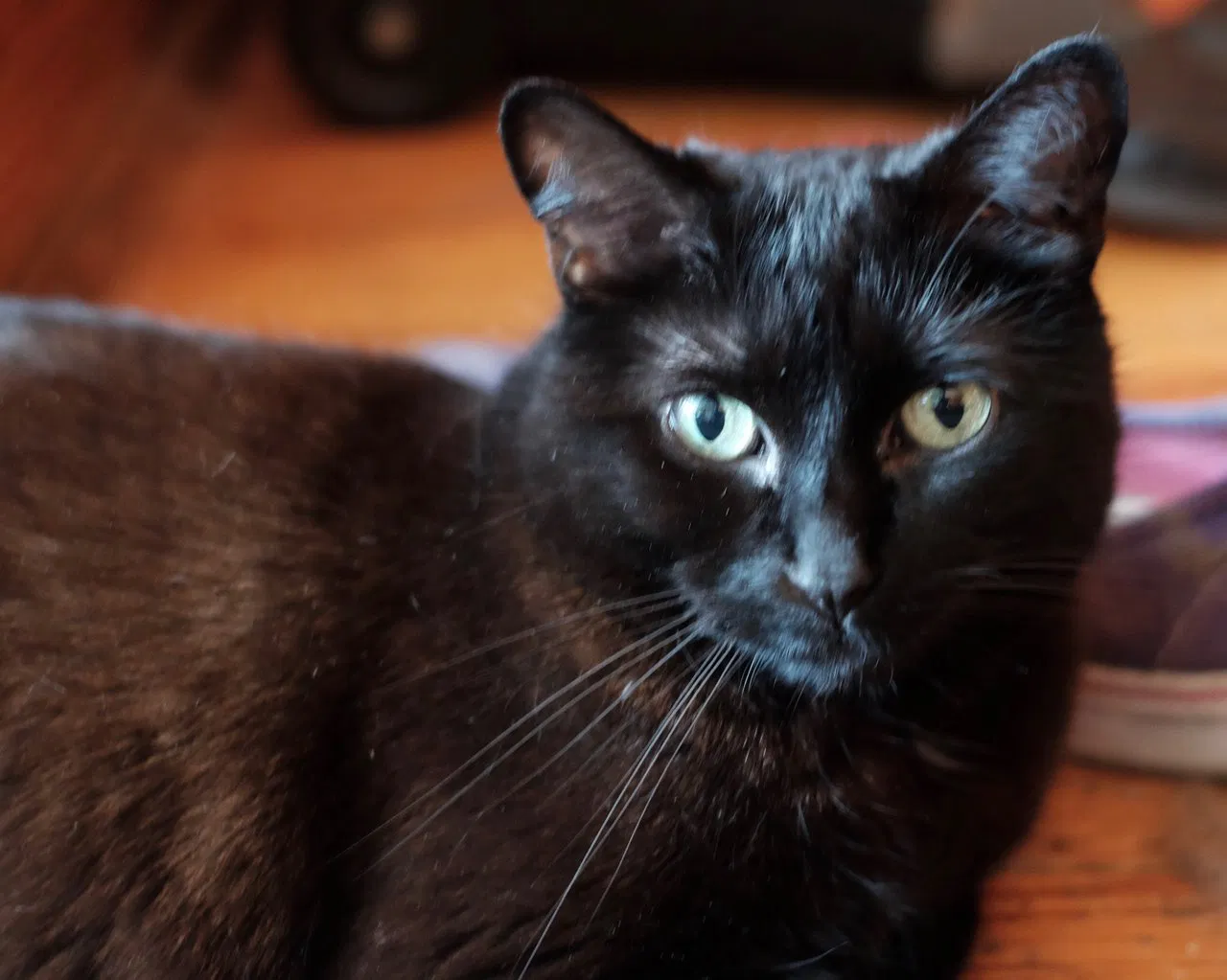 Lost cat in Chattanooga, TN, 37405