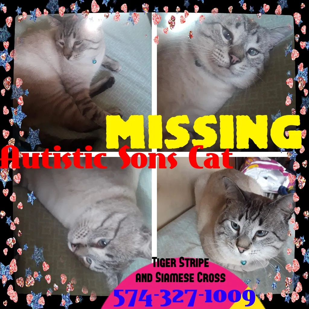Lost cat in Anson, ME, 4911