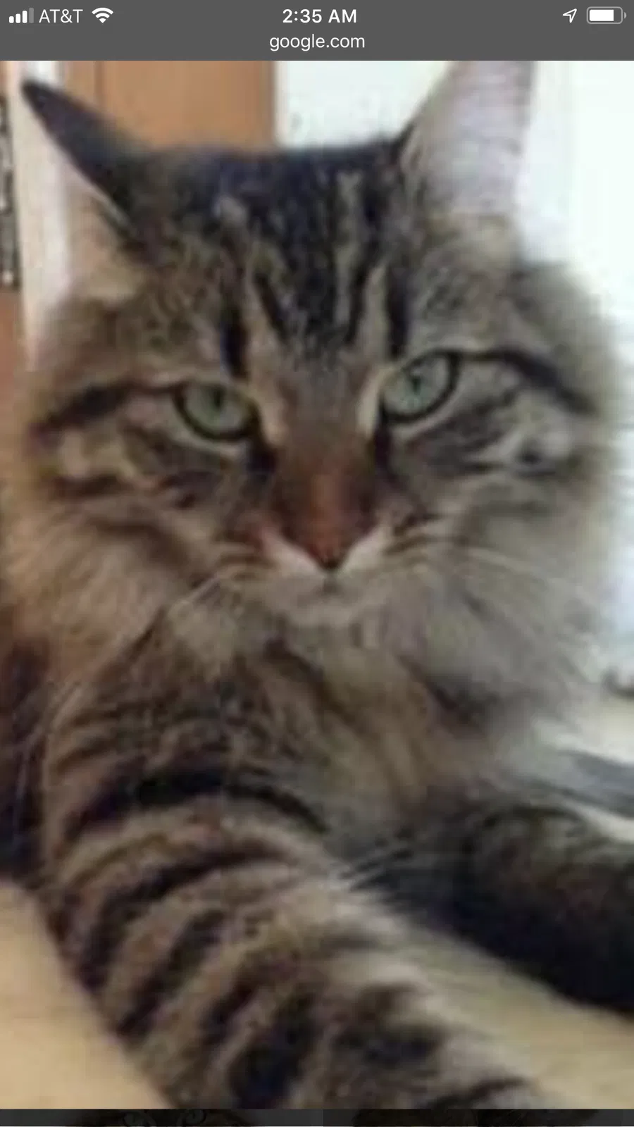 Lost cat in Westerville, OH, 43081