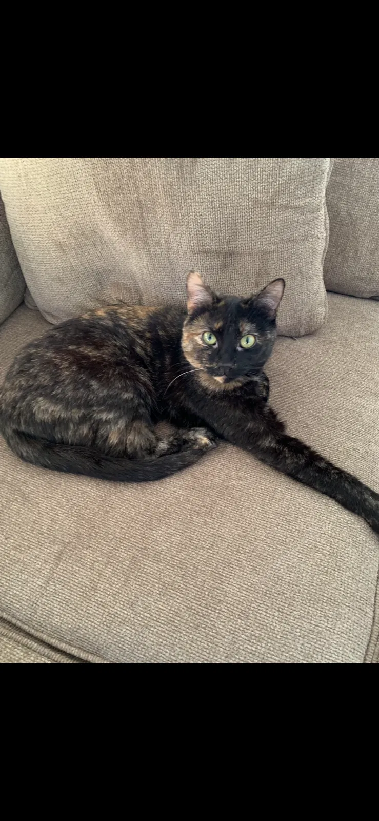 Lost cat in Haworth, NJ, 7641