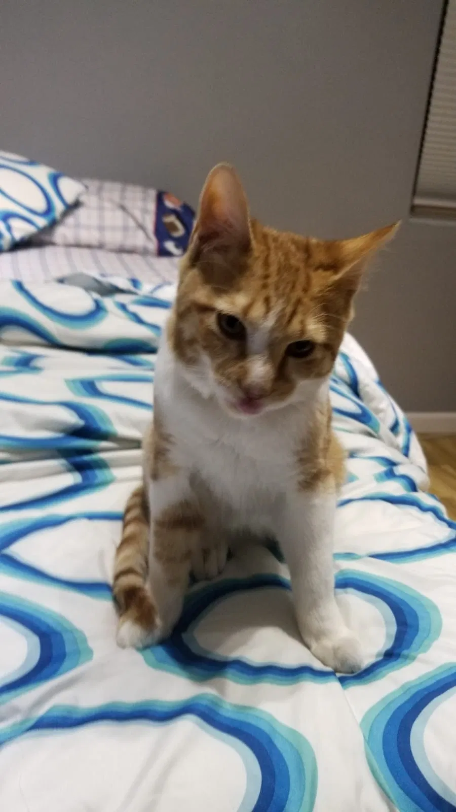 Lost cat in Germantown, MD, 20874