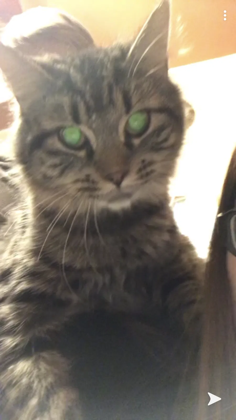 Lost cat in Corning, NY, 14830