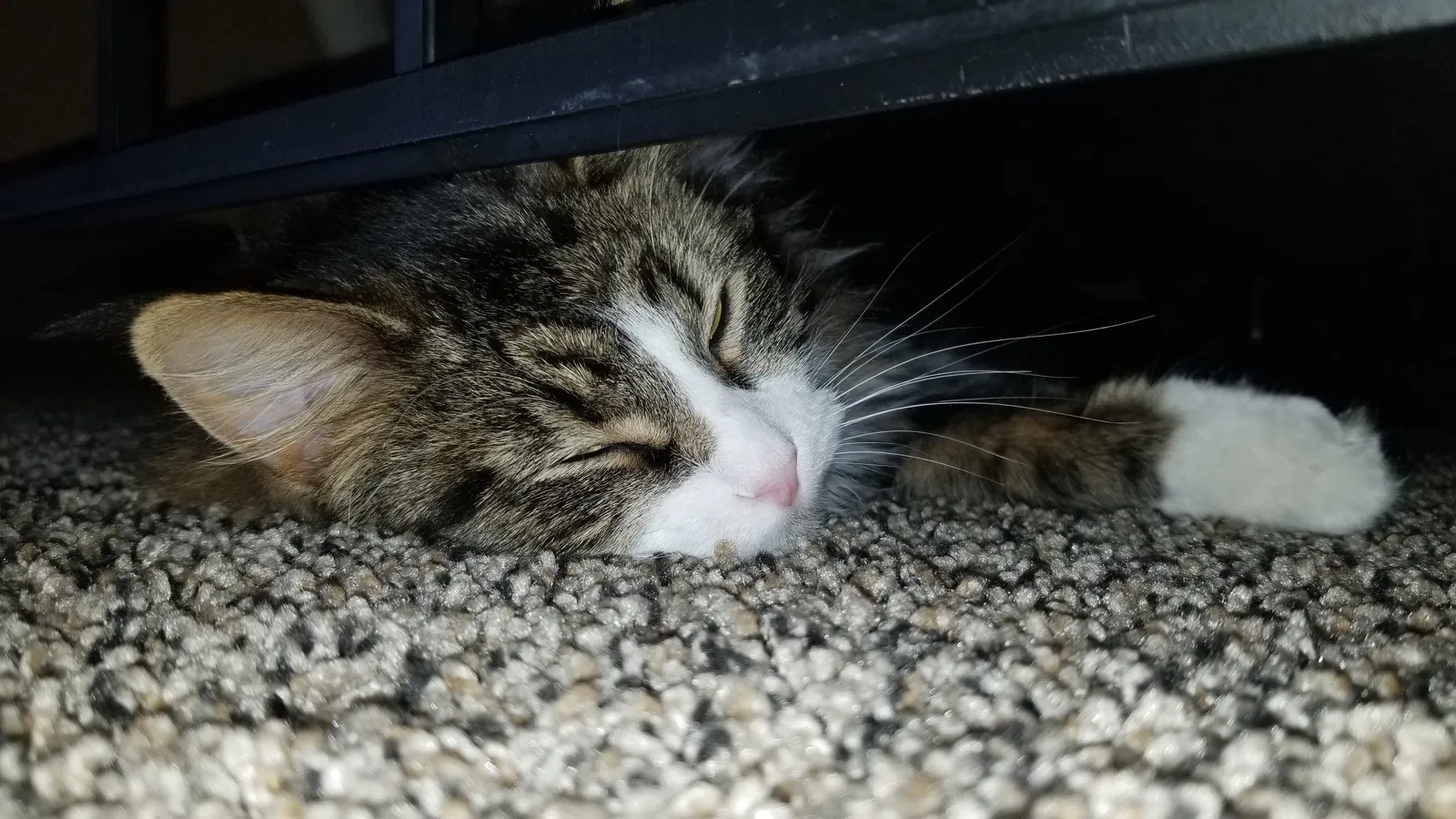 Lost cat in Norwood Young America, MN, 55368