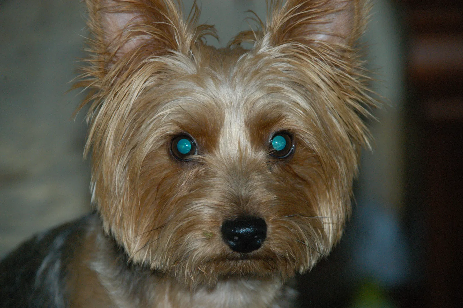 Lost dog in Ocala, FL, 34476