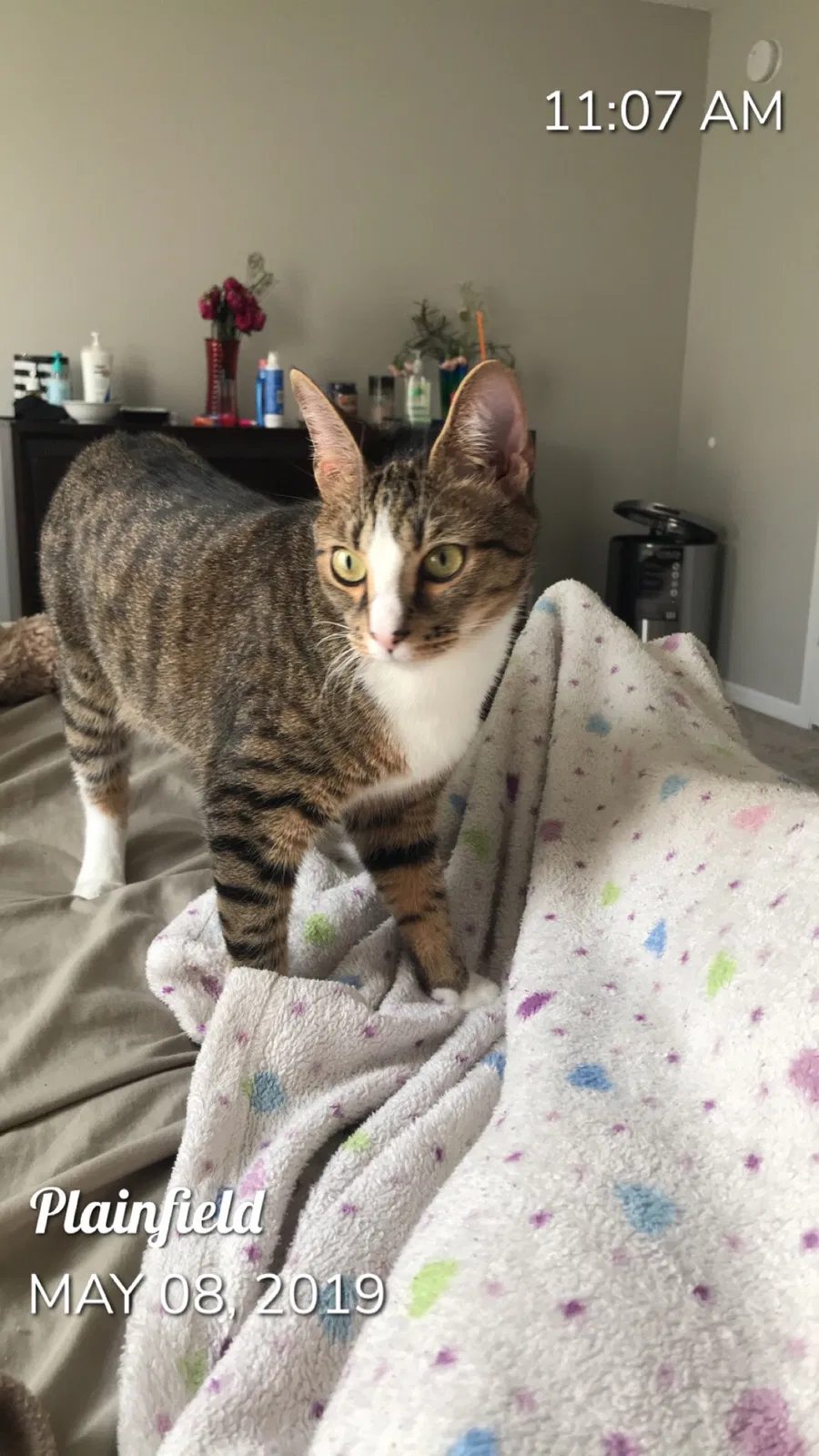 Lost cat in Plainfield, IN, 46168