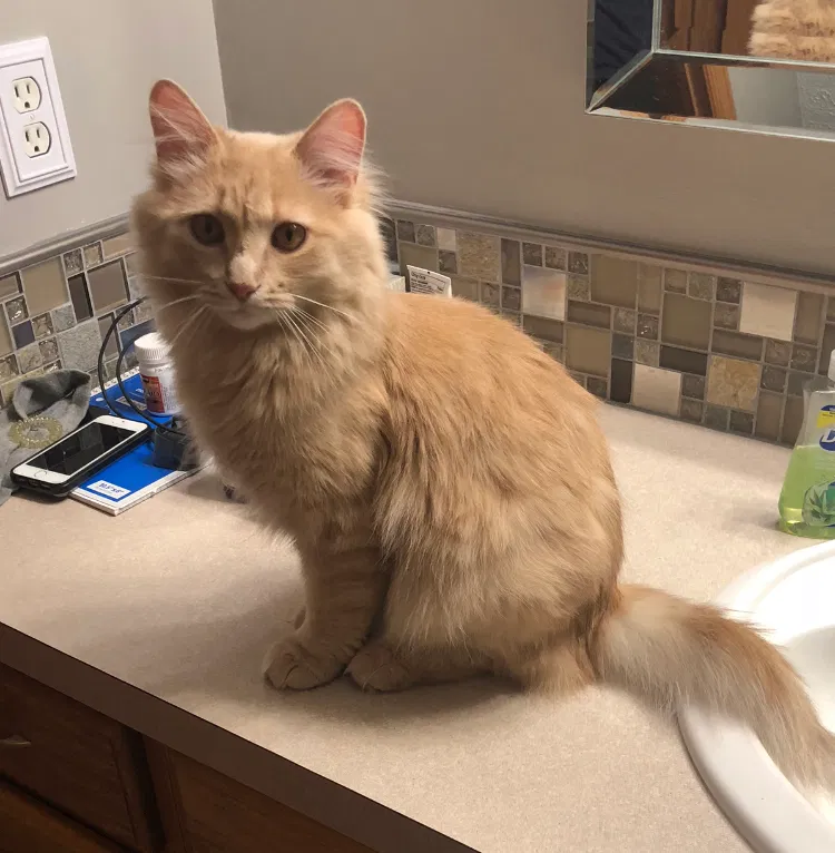 Lost cat in Rockford, MI, 49341