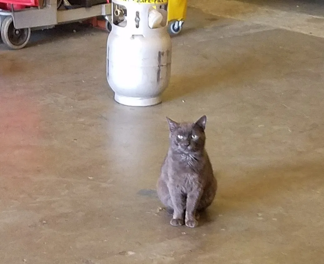 Lost cat in Tacoma, WA, 98408