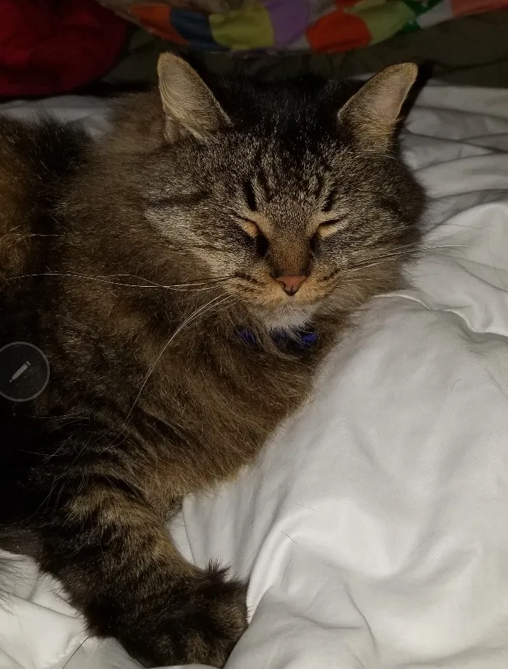 Lost cat in Byron Center, MI, 49315