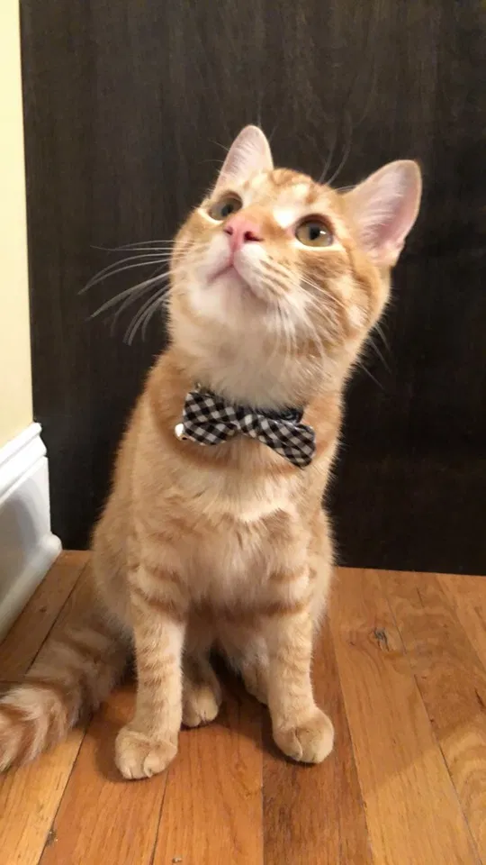 Lost cat in Cleveland, TN, 37323