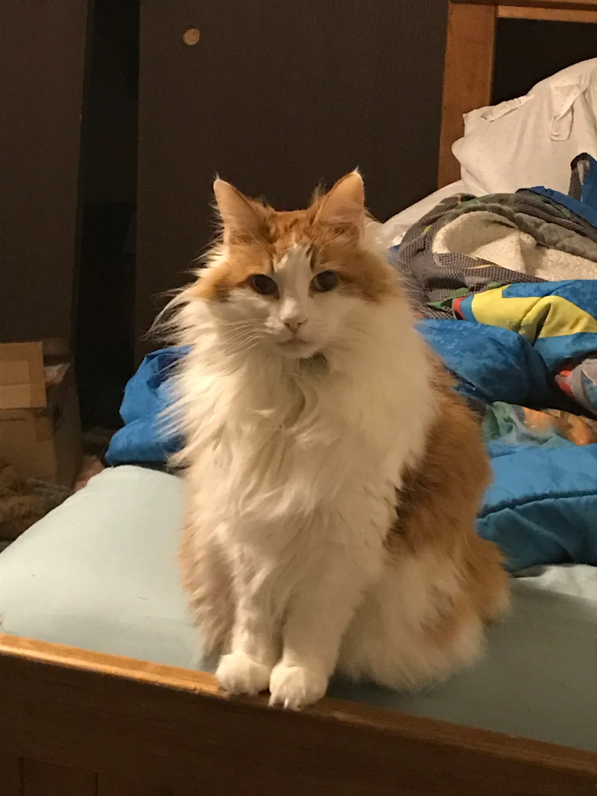 Lost cat in Olympia, WA, 98501