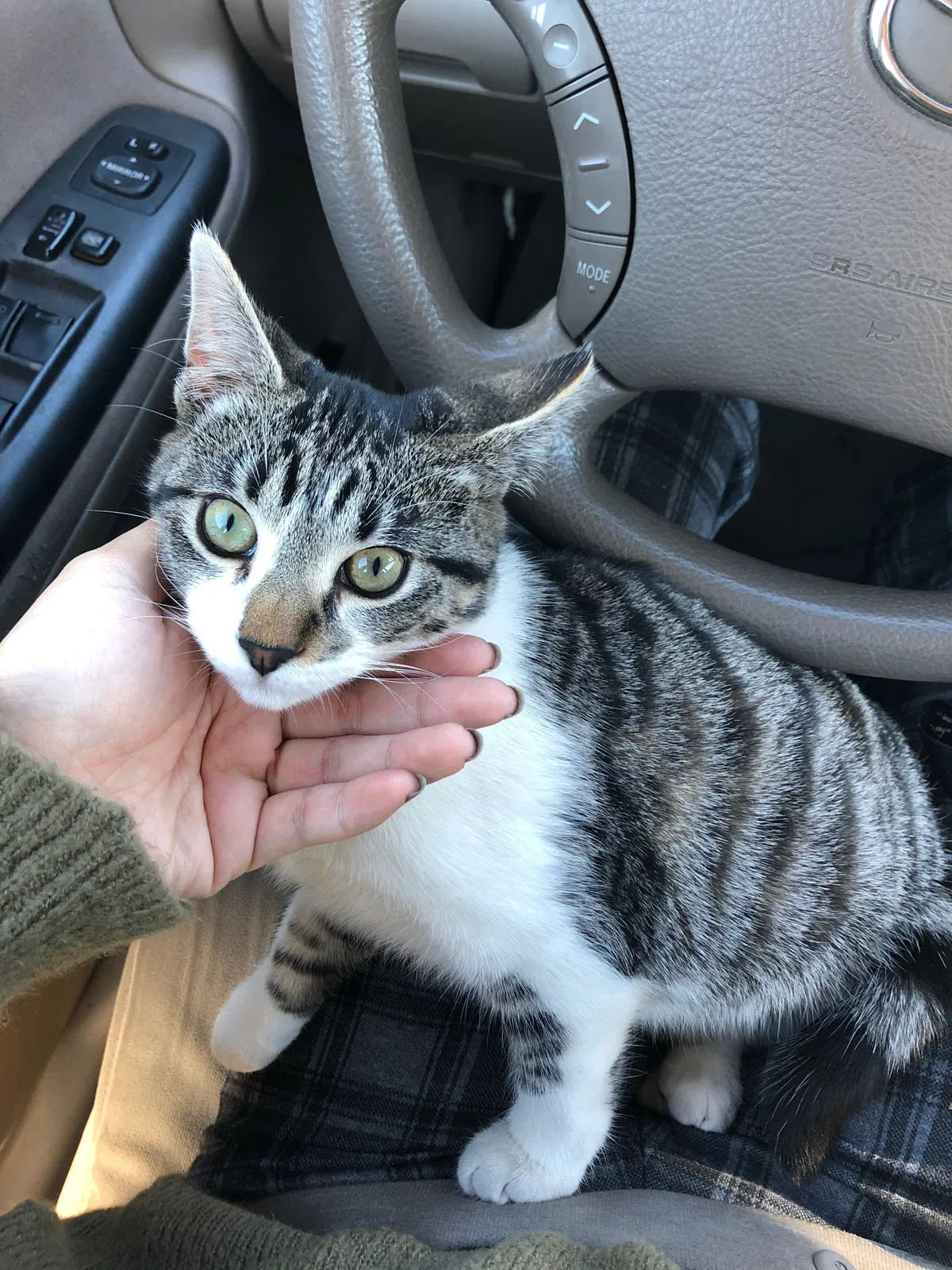 Lost cat in Hacienda Heights, CA, 91745