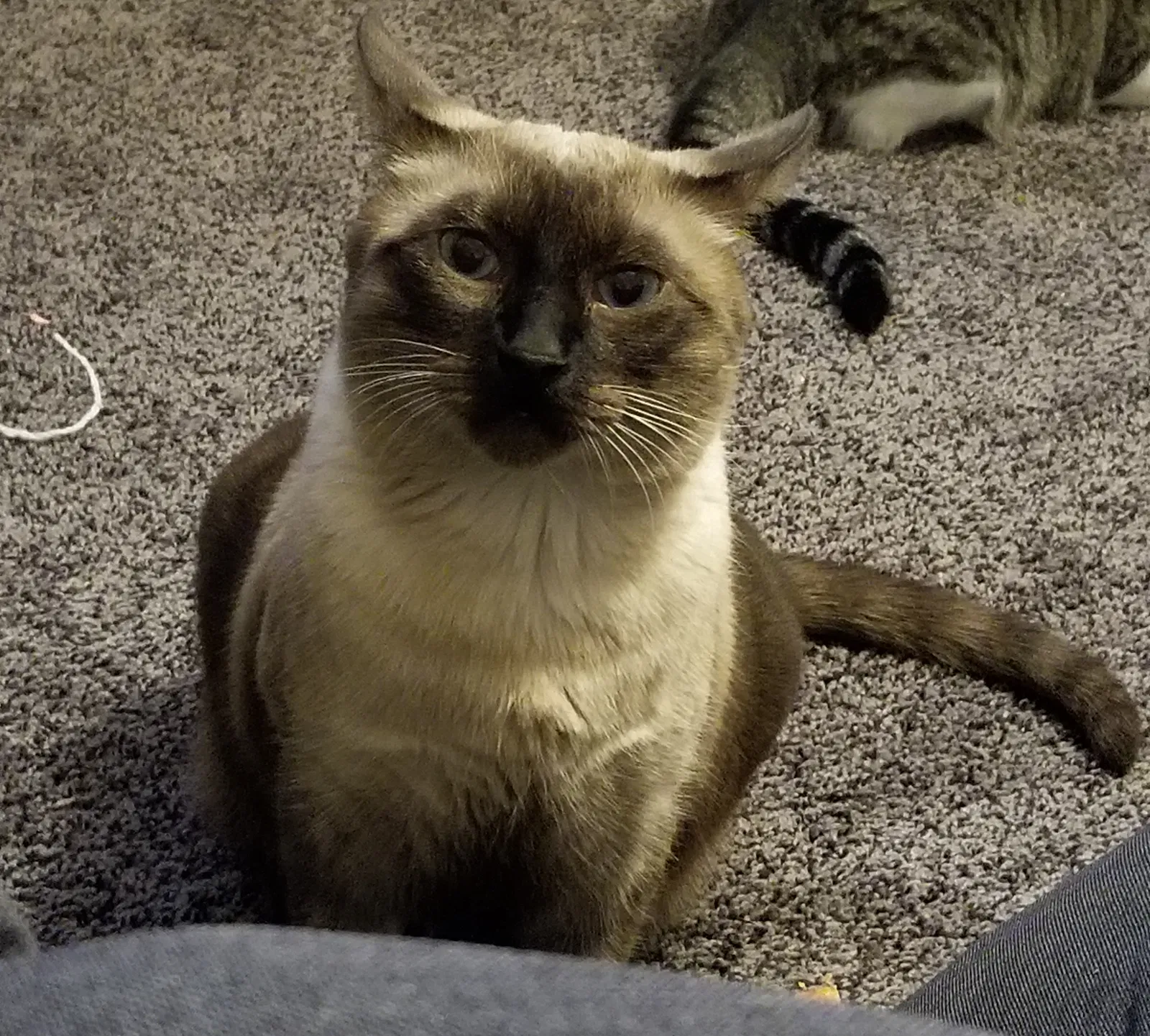 Lost cat in El Paso, TX, 79922