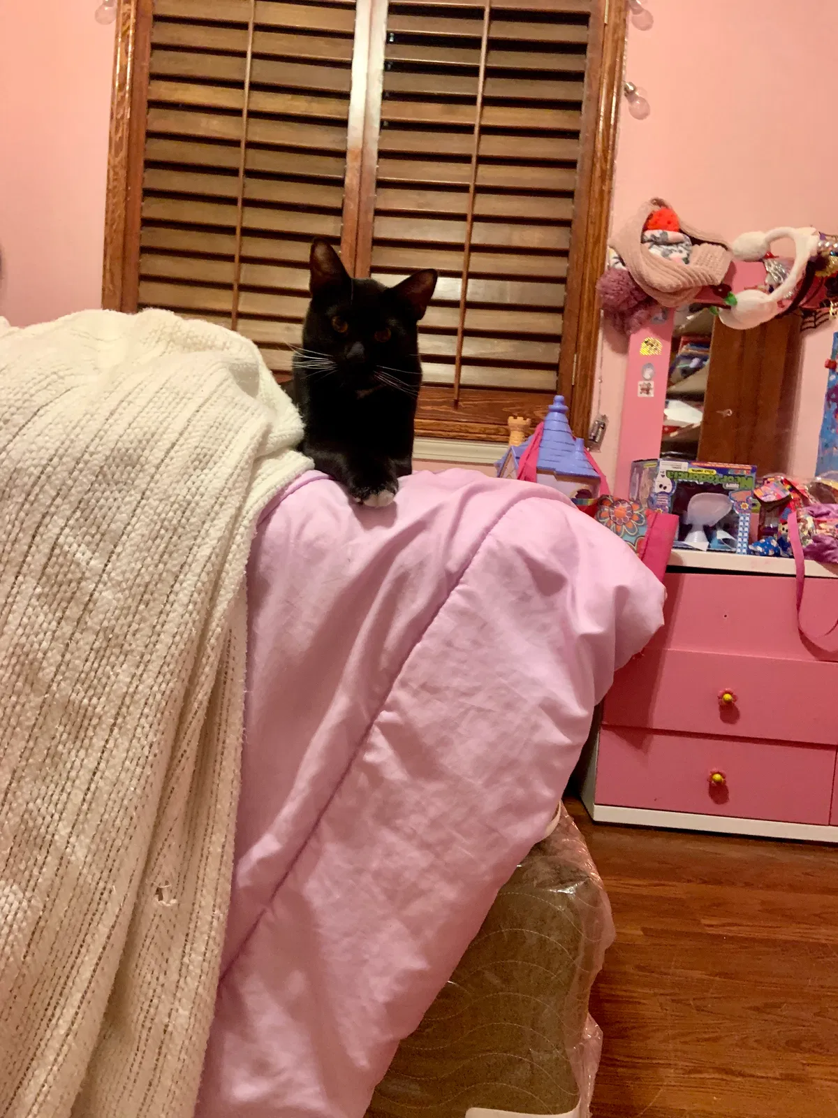 Lost cat in El Paso, TX, 79927