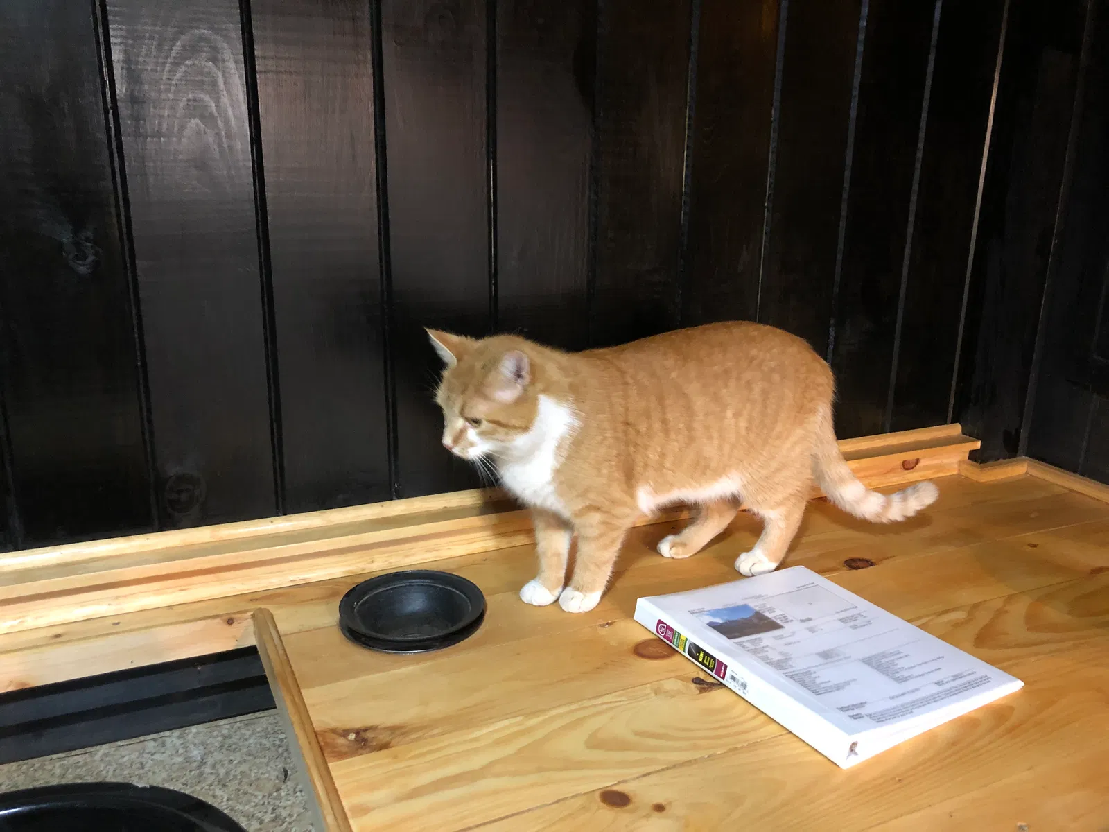 Lost cat in Wiscasset, ME, 4578