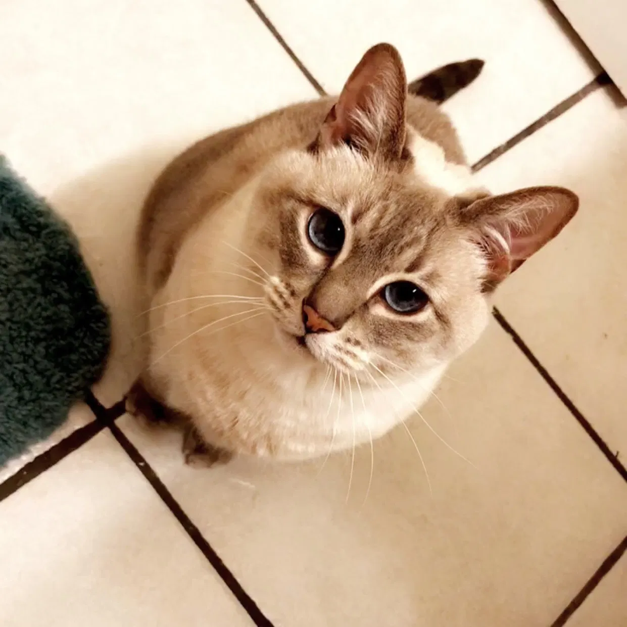Lost cat in Gainesville, FL, 32608