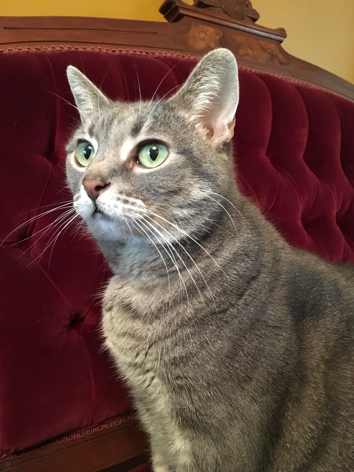 Lost cat in Glen Allen, VA, 23059