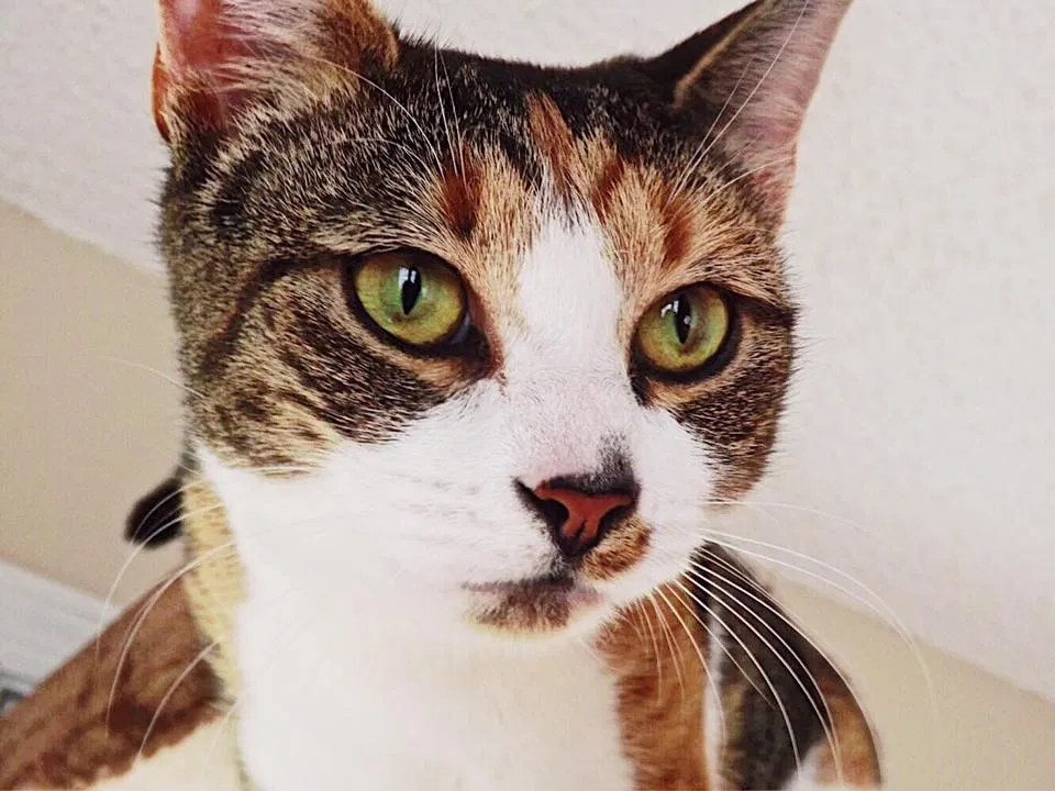 Lost cat in Jacksonville, NC, 28540