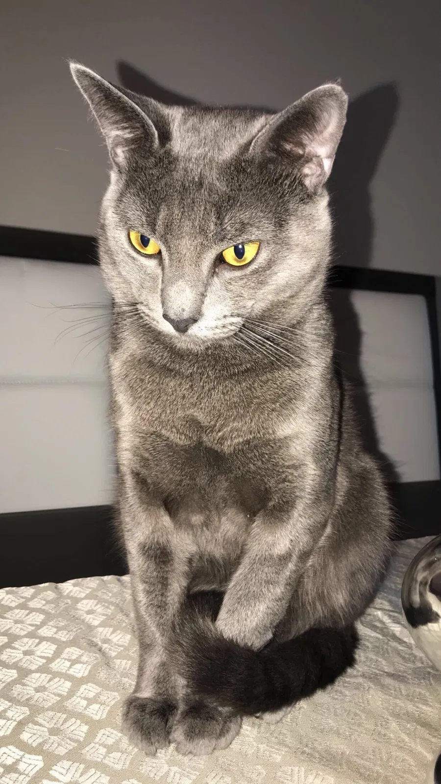 Lost cat in Cape Coral, FL, 33993