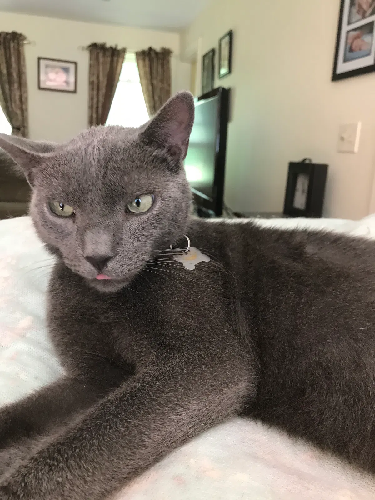 Lost cat in Plainville, MA, 2762
