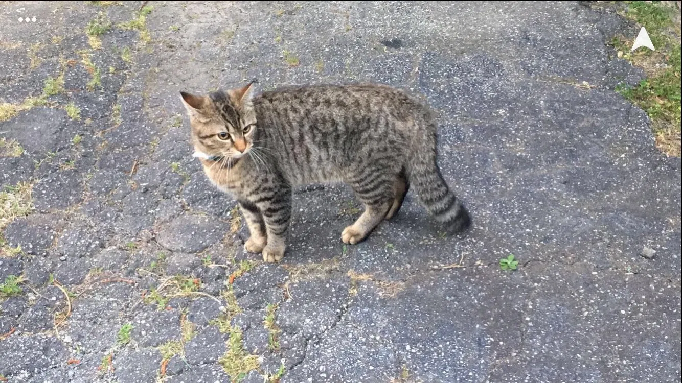 Lost cat in Rome, GA, 30165