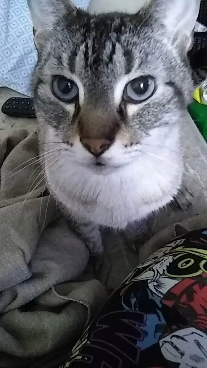 Lost cat in Fulton, NY, 13069
