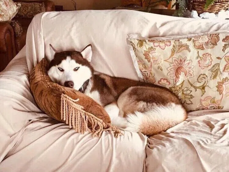 Lost dog in Mount Pleasant, SC, 29464