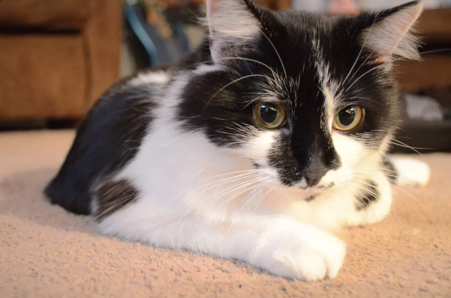 Lost cat in Chillicothe, IL, 61523