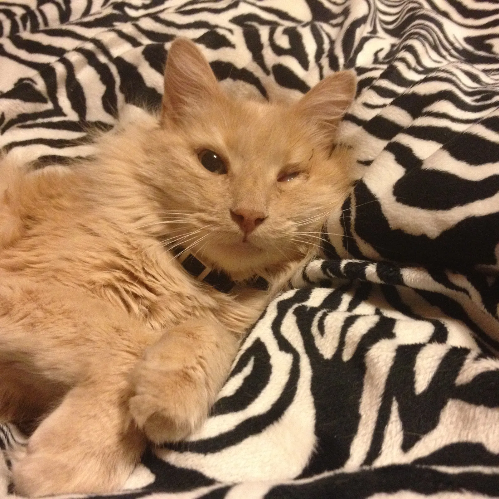 Lost cat in Gig Harbor, WA, 98335