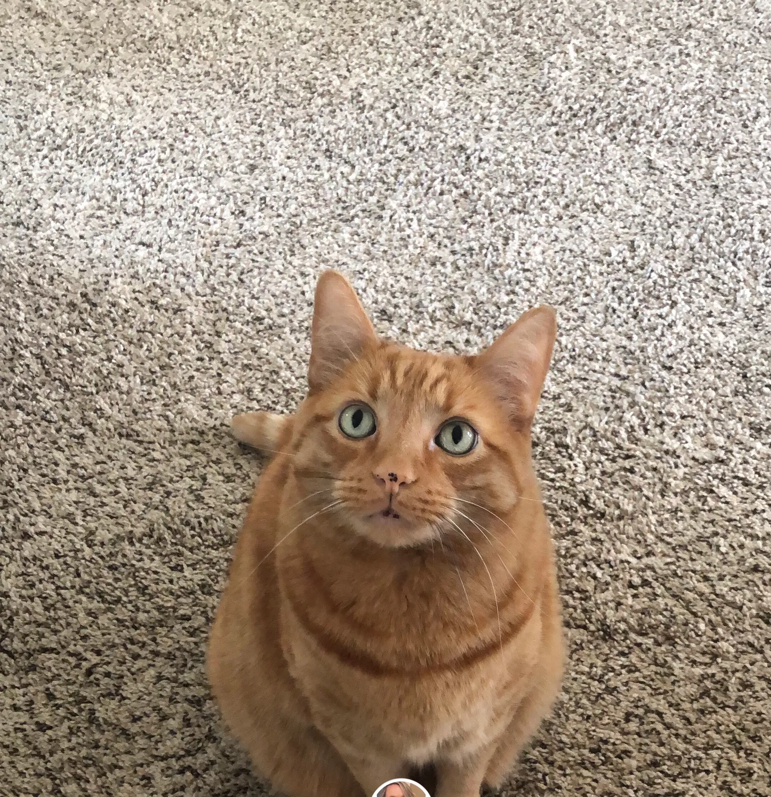 Lost cat in Cheney, WA, 99004
