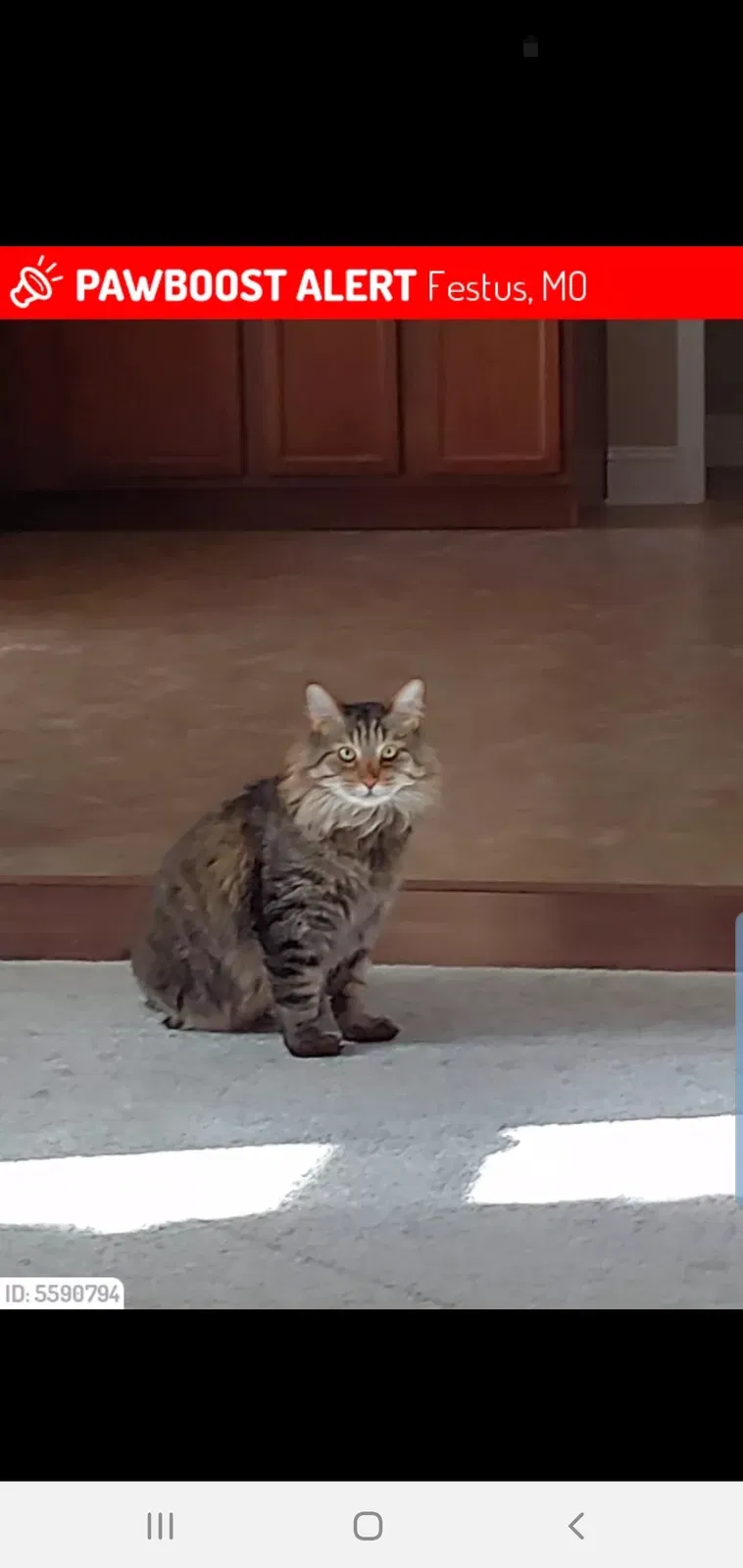 Lost cat in Festus, MO, 63028