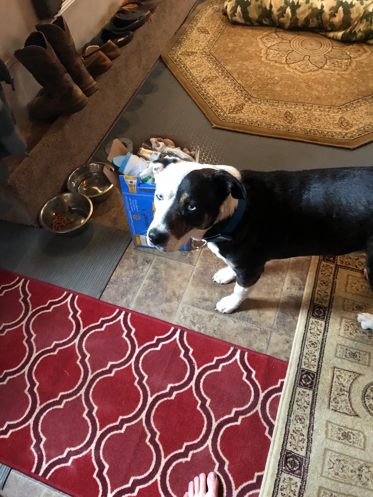 Lost dog in Midland, TX, 79706