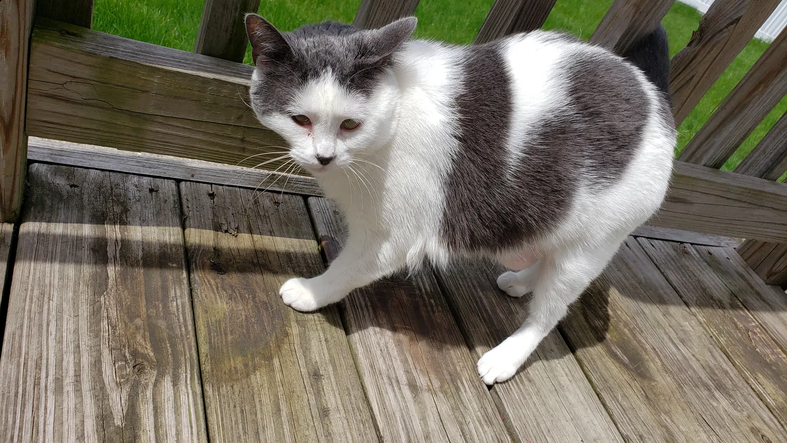 Lost cat in Madison Heights, MI, 48071