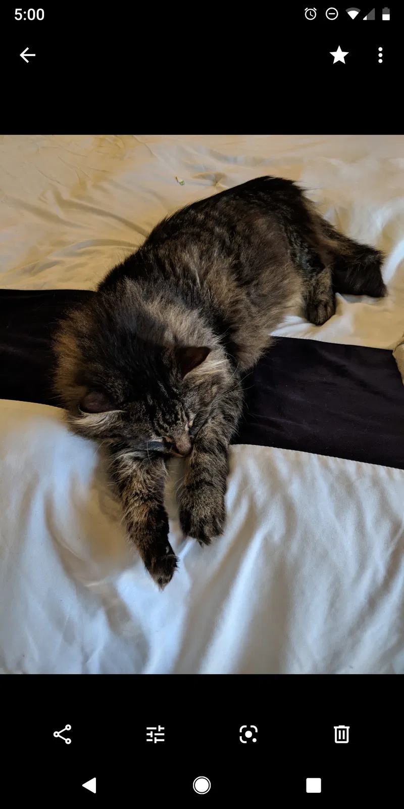 Lost cat in Chillicothe, IL, 61523