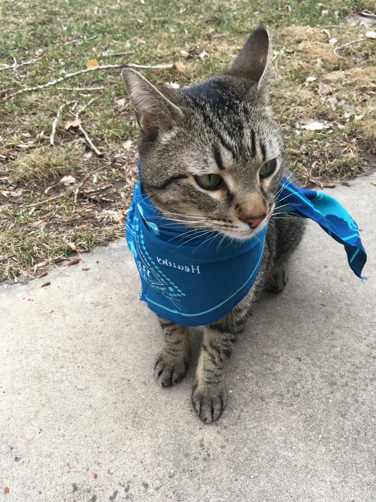 Lost cat in Fort Collins, CO, 80526