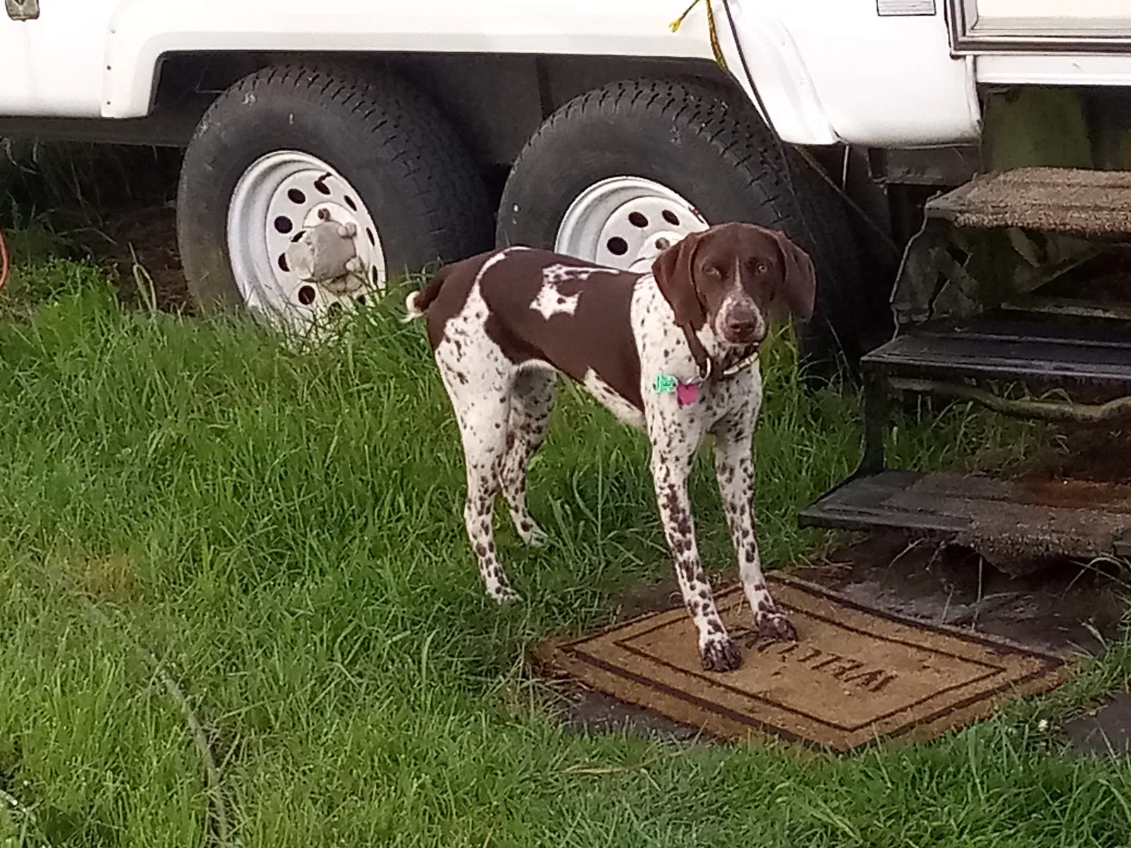 Lost dog in Rainier, WA, 98576