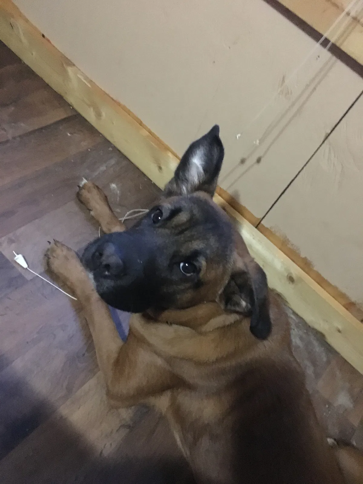 Lost dog in Ellijay, GA, 30540