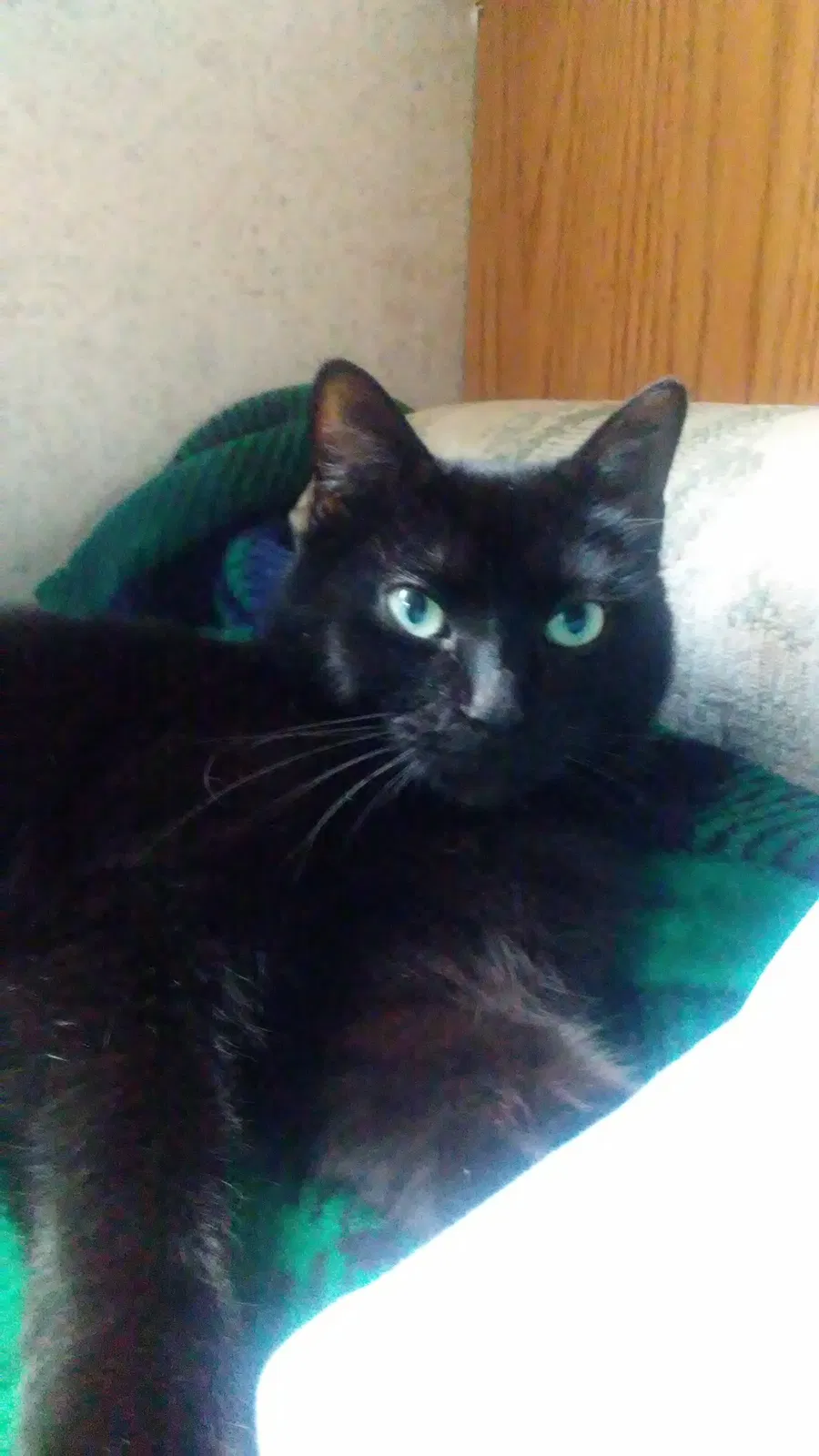 Lost cat in Gig Harbor, WA, 98335