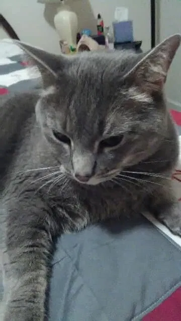 Lost cat in Issaquah, WA, 98029