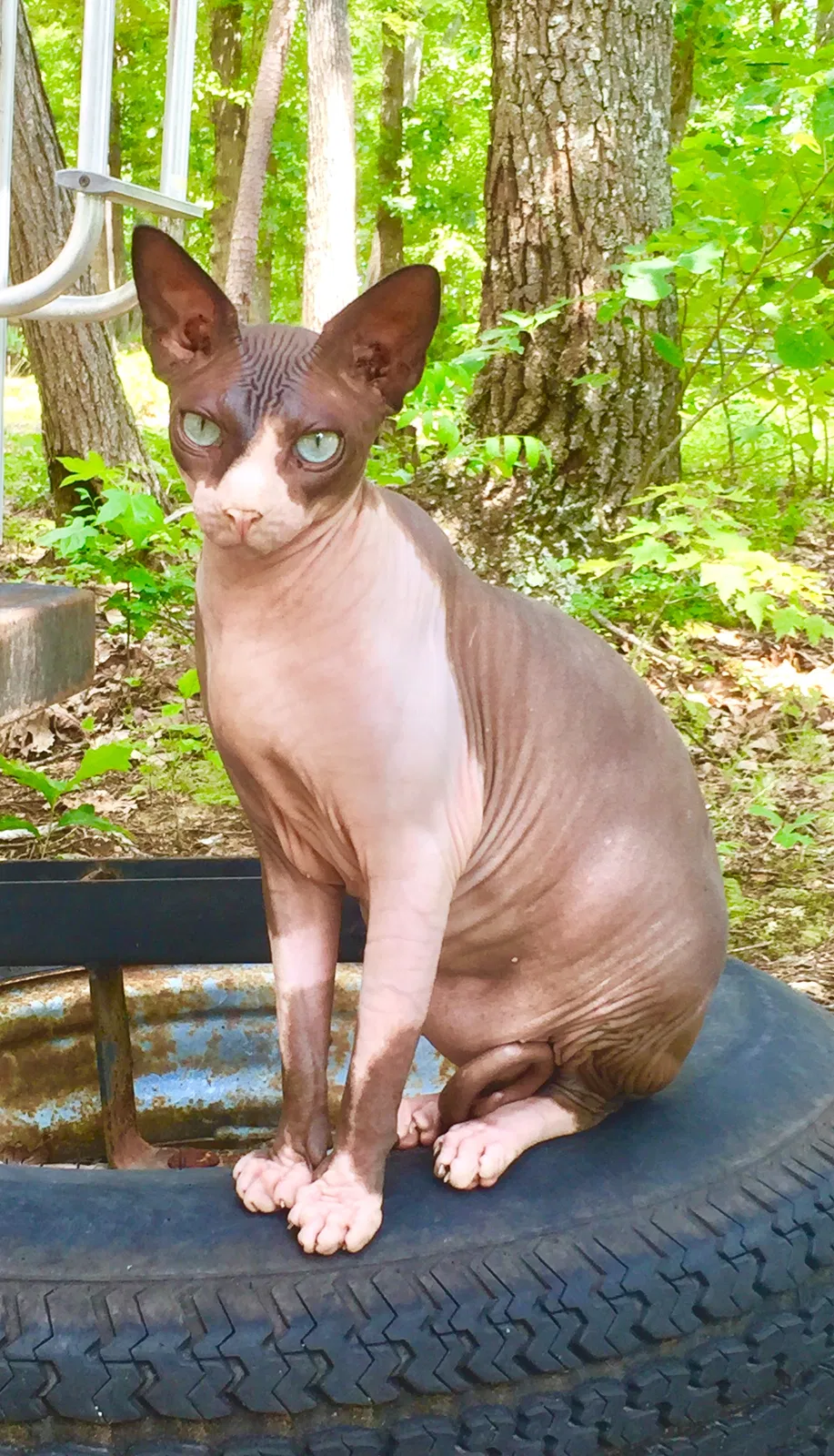 Lost cat in Drakes Branch, VA, 23937