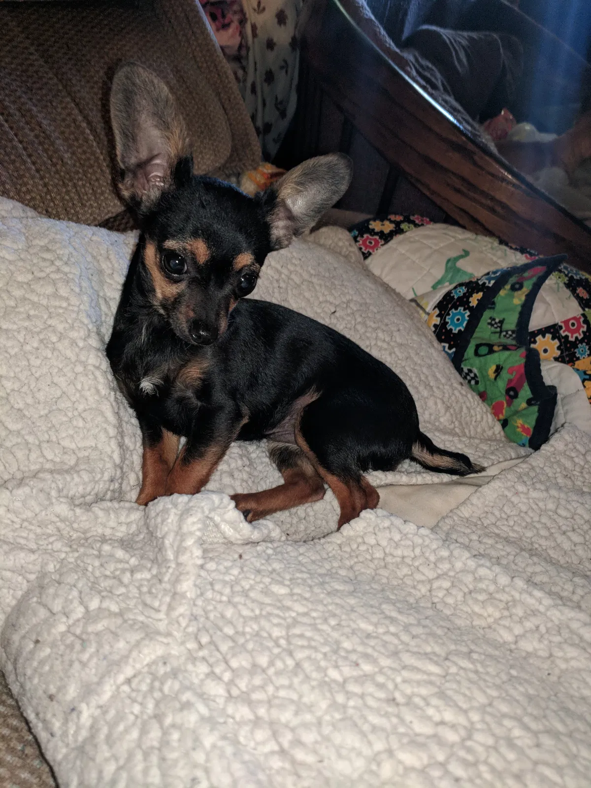 Lost dog in Grandview, WA, 98930
